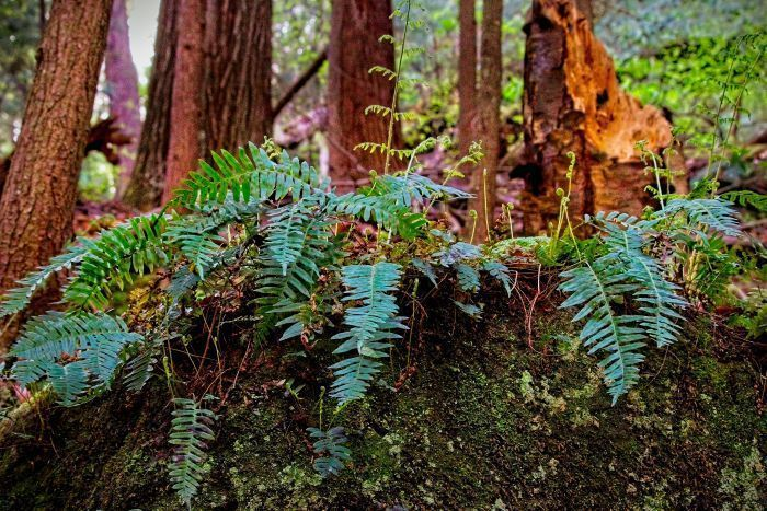 Mossy ferns by wooded area.